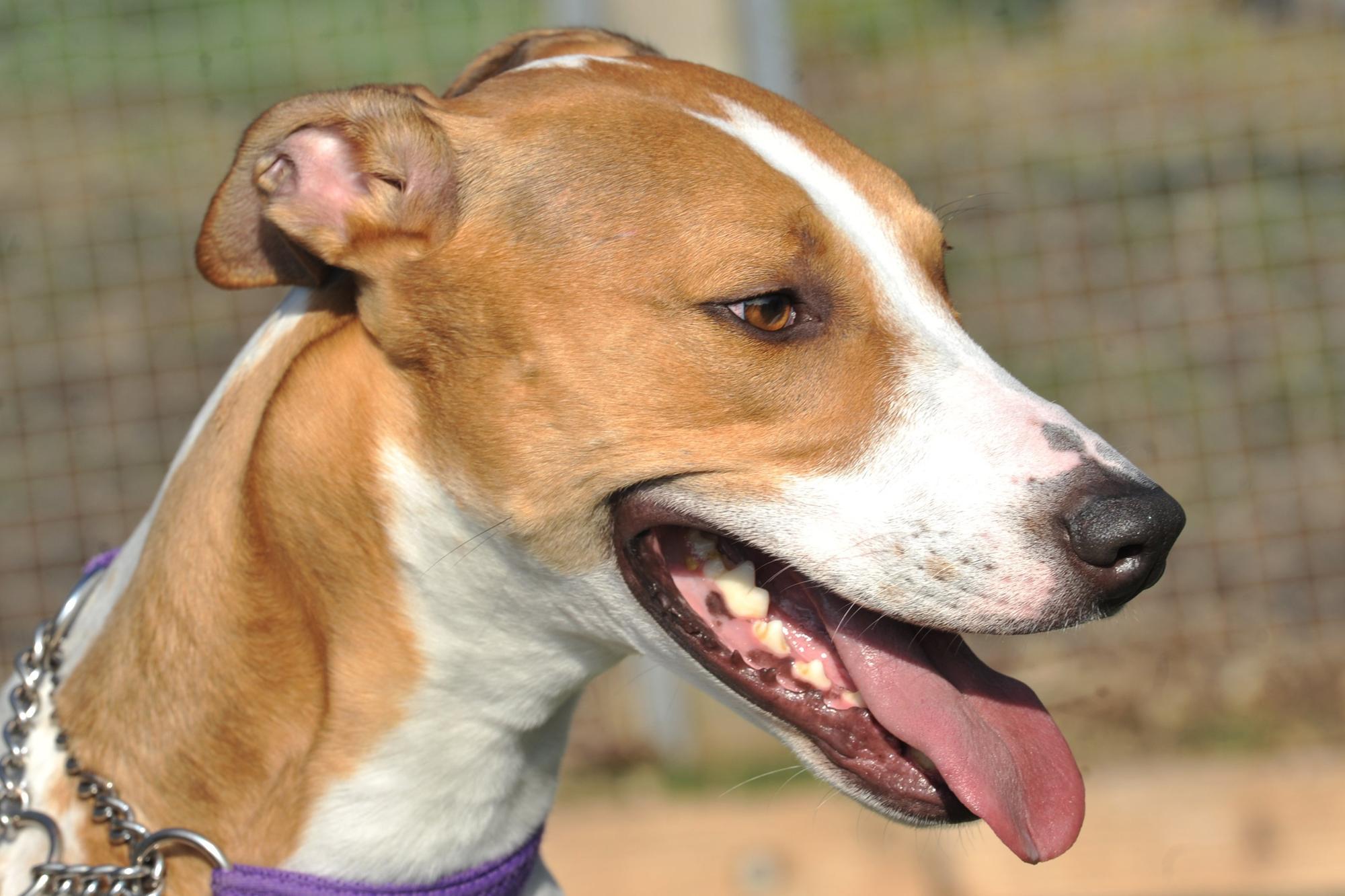 Hot weather warning for Sussex dog owners: what you need to know to keep your pet safe in a heatwave - Vimarsana News