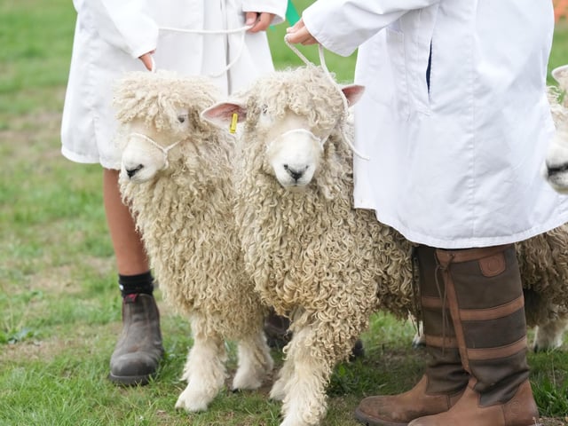 Findon Sheep Fair 2026