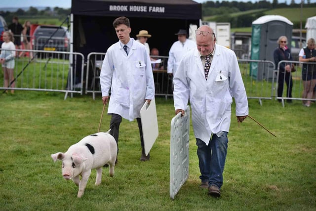 In the livestock area there was a live commentary on the Cattle, Sheep and Pig classes informing the audience what the judges were looking for and why they had chosen specific animals to win classes.