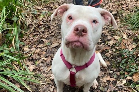 Laika is a happy, friendly girl with a gentle and sweet nature. Her carer said she has the sweetest bounce in her step and her tail wags as she walks along.