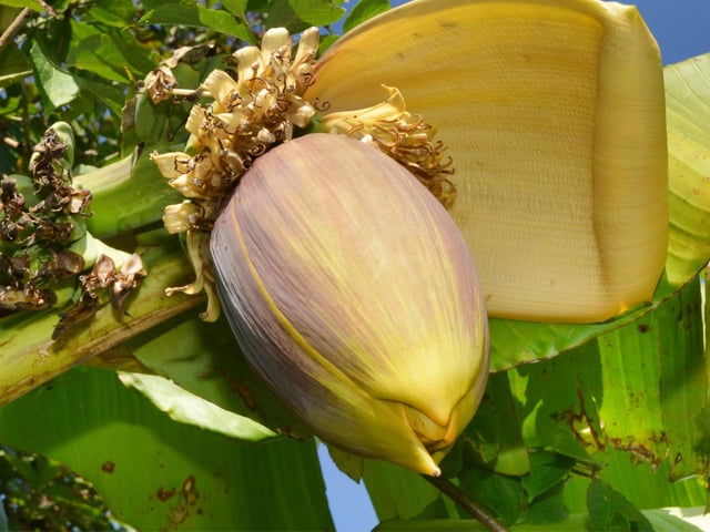 Flowering banana tree at The Clarence pub in Silverhill, St Leonards.
