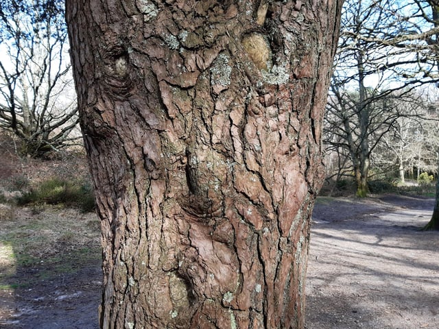 Sullington Warren – Walk through wonderful woodland at Sullington Warren. Walks here offer lovely views and if you explore the woods, you might find this face in a tree!