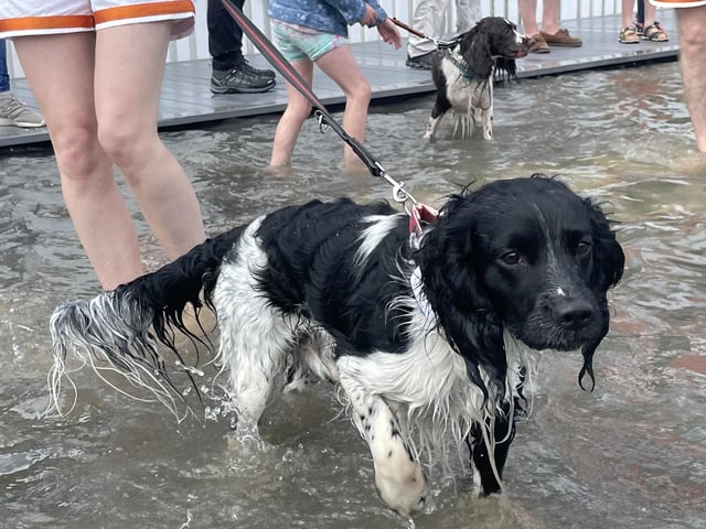 These dogs were very happy to cool off at 'Fido's Lido' during the hot weather.