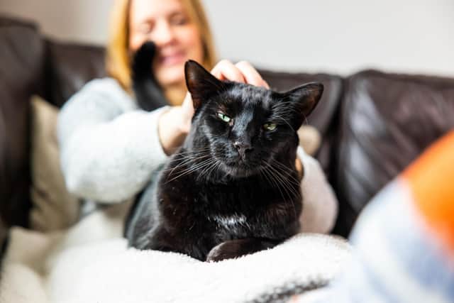 Cats Protection has revealed the six signs that people could love their cat more than their partner