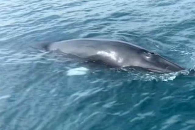 Residents from East Sussex enjoyed a close encounter with a minke whale on Saturday (April 8).