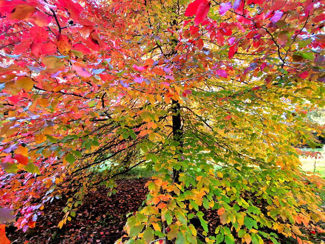 Vivid autumn colour at Sheffield Park and Garden. HR26102605 Pic Hollie Robards/Iconic Media Group