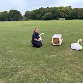 The swans in Westham, East Sussex. Picture from East Sussex WRAS