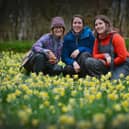 Daffodils in Millennium Avenue in the grounds of Bates Green Garden, Arlington, on February 28 2024. L-R: Emma Reece, head gardener, and gardeners Lucy Lapere and Emma Lindsay.