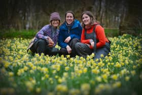 Daffodils in Millennium Avenue in the grounds of Bates Green Garden, Arlington, on February 28 2024. L-R: Emma Reece, head gardener, and gardeners Lucy Lapere and Emma Lindsay.