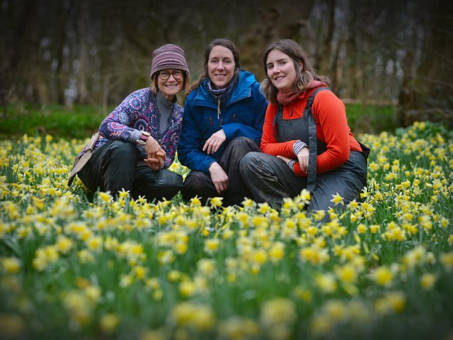 Daffodils in Millennium Avenue in the grounds of Bates Green Garden, Arlington, on February 28 2024. L-R: Emma Reece, head gardener, and gardeners Lucy Lapere and Emma Lindsay.