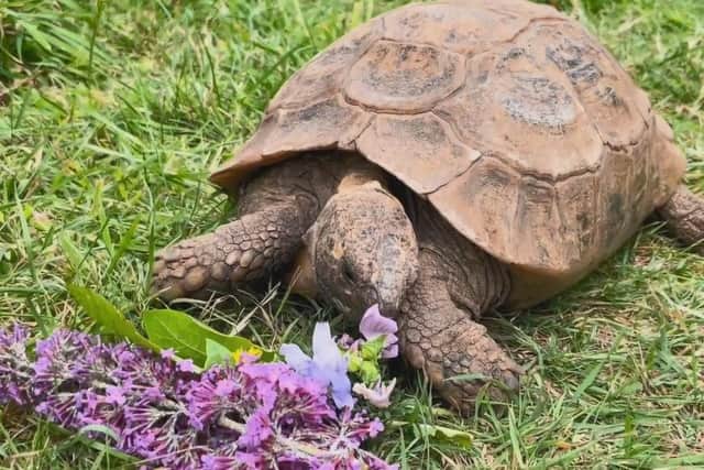Churchill the tortoise, who lives at a Sussex animal rescue centre, celebrated her 106th birthday last week.