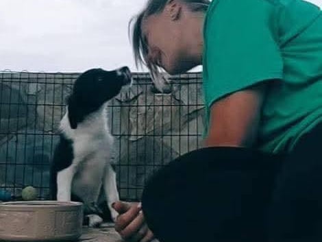 East Sussex woman set up fundraiser for pet rescue.