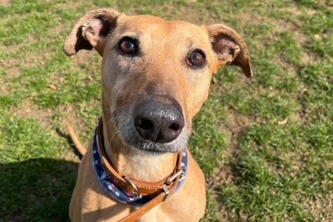 Nine year old Sadie was adopted but, sadly, was returned back to the rescue centre due to a change of circumstances. She has been described as 'very loving with people' and 'perfect in a home environment'. She has a high prey drive, which is typical of her breed, so she cannot live with other animals, and must be walked with a muzzle. She can live with children aged over ten.