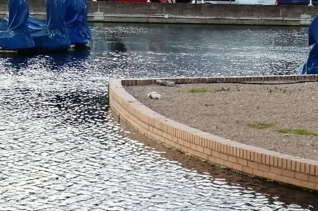 A woman from Hastings has called for ‘help’ after finding several dead seagulls in the past few weeks, and is concerned that somebody may be ‘shooting or poisoning’ the birds.