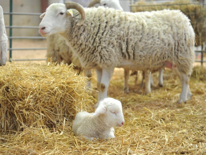 Rams and lambs. Photo: Hollie Robards