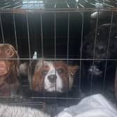A West Sussex charity has rescued more than 20 dogs who were being kept on a farm ‘in really difficult circumstances’ and is now appealing for donations to help with thousands of pounds worth of vet bills.