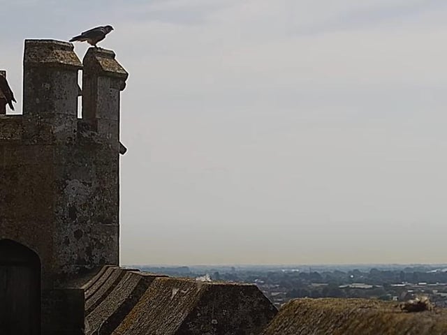 One of the chicks takes a look at city below it while the other one stands on top of the nest box