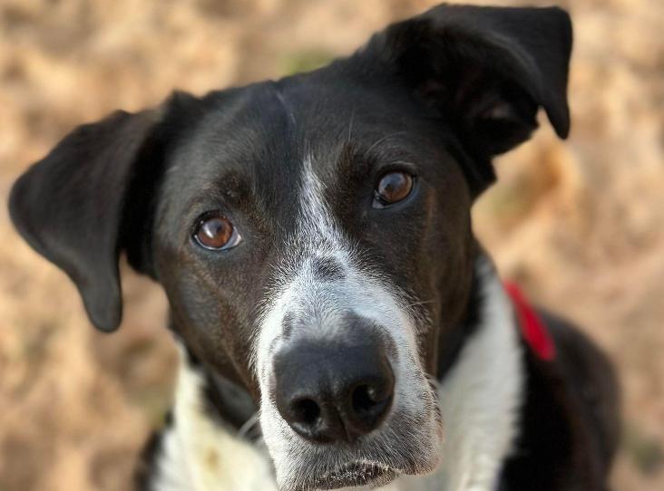 Mia is a very sweet, friendly girl who loves everyone she meets. The RSPCA has said she is a happy, cheeky soul who is ready to settle down with a loving family. Mia is looking for experienced owners who are around most of the day, and any children in her home must be over 16 years old. She cannot live with other pets due to her predatory instincts. She has previously has issues with lunging at traffic, other animals and wildlife. Due to this she will need a home in a quiet area to help train around this. Mia is currently undergoing training to help with her rehabilitation, and this will need to be continued in a home for her to succeed.