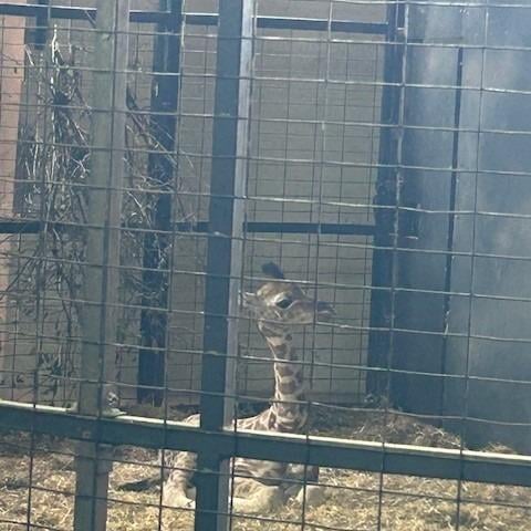 A baby giraffe - one of the most popular animals on the trip.