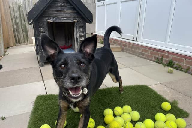 Benny would prefer to be the only pet in the home 'so he can be the main focus of his family'.