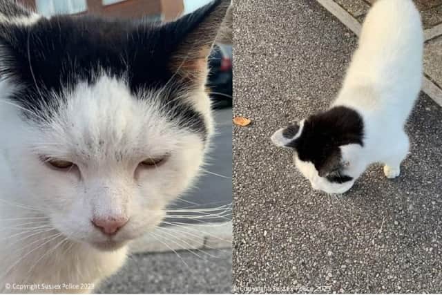Police are appealing for information about a cat which is believed to have been stolen in Eastbourne last month.
