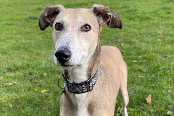Ned is a six-year-old male lurcher at Brighton Animal Centre in Braypool Lane.