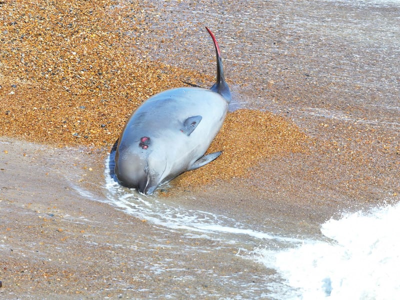 A northern bottlenose whale has washed up on the beach at Rustington