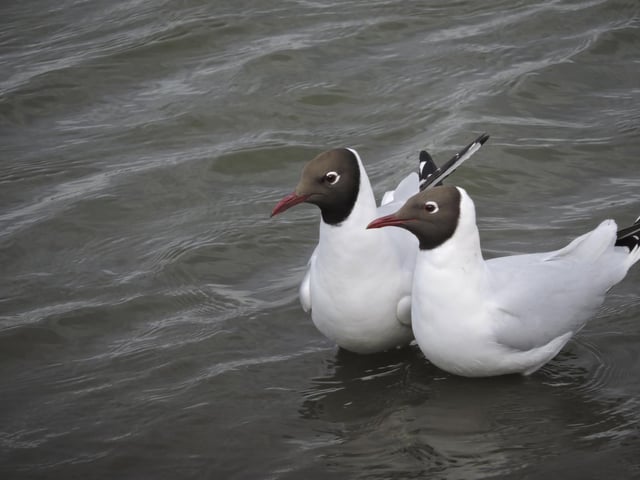 Black headed gulls. Photo: Tim Hughes / RSPB / the Press Association