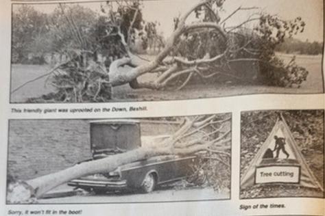 Damage caused by fallen trees