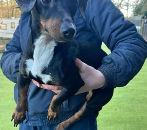 Hope is a young girl who came into rescue with her friend Simba and is currently in foster. The pair do not need to be rehomed together, Arundawn has said. She is used to living with other dogs and children over eight years old.