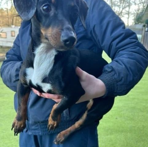 Hope is a young girl who came into rescue with her friend Simba and is currently in foster. The pair do not need to be rehomed together, Arundawn has said. She is used to living with other dogs and children over eight years old.