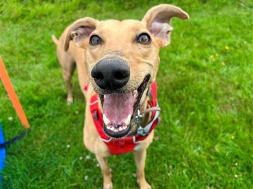 Ruby is a friendly, bouncy girl who is just so excited about life, Raystede has said. She will need to be the only pet in the home and could live with older teenagers. Ruby requires training in her new home and her adopters will be supported in learning skills to manage Ruby's frustrated behaviours around other dogs, as she can bark and lunge. She loves to learn and is very playful, she would love a large garden to zoom around in, and it must be secure, with high fencing, as she can easily jump 6ft . She would like a home with owners who are around often to keep her company.