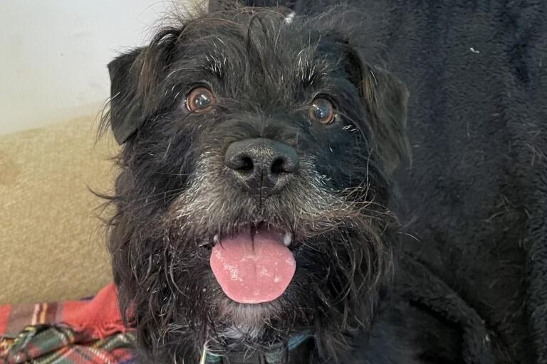 Eugene is a friendly boy who can be a little shy at first but can be quickly won-over, the RSPCA said. He enjoys a fuss and treat and loves his walks. What he most enjoys, though, is playing with his toys! He absolutely loves chasing a ball or ragging a soft toy. Eugene is a new arrival who is still being assessed at the moment.