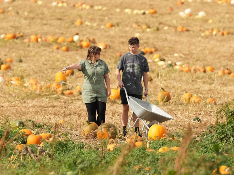 Based at Lychpole Farm just off the A27, family-run picking patch Sompting Pumpkins is open for business again this year. Picture: Eddie Mitchell