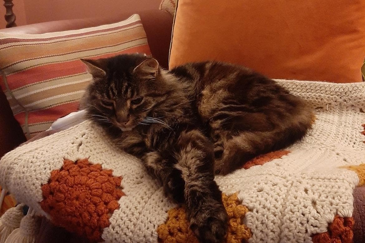 Die Katze Timmy sucht ein liebevolles neues Zuhause in der Gegend von ...