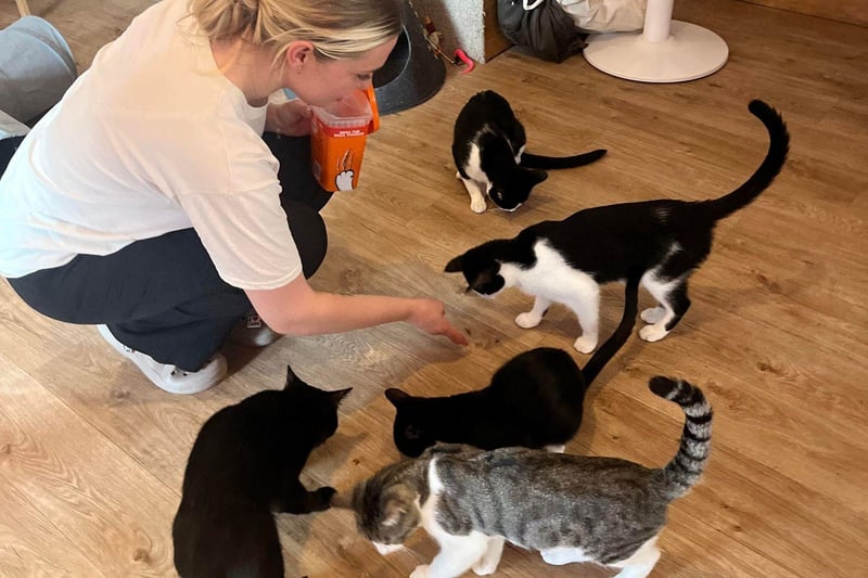 A cat cafe has opened in Rye following a partnership between a local businesswoman and an animal rescue organisation. Photo: Contributed