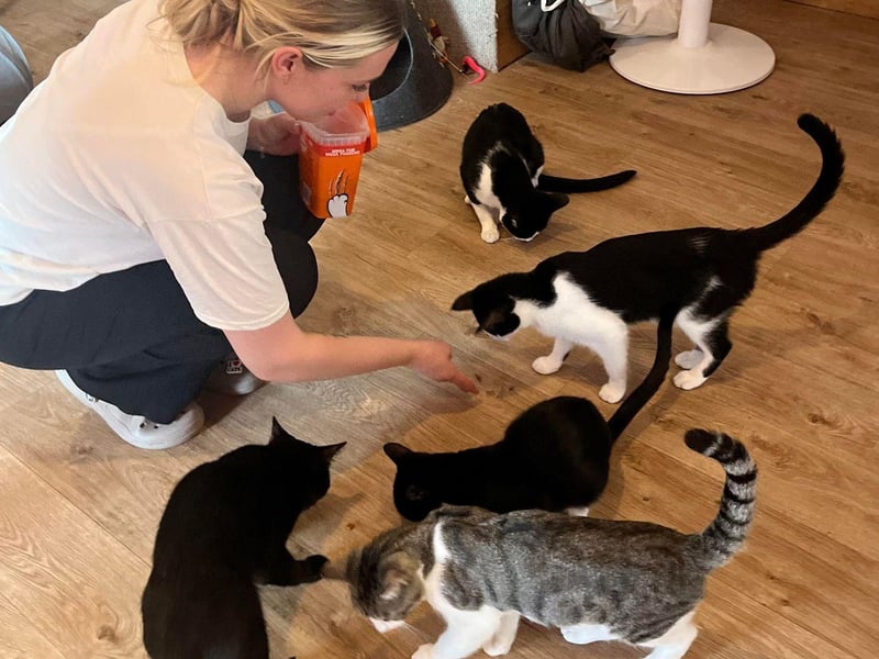 A cat cafe has opened in Rye following a partnership between a local businesswoman and an animal rescue organisation. Photo: Contributed