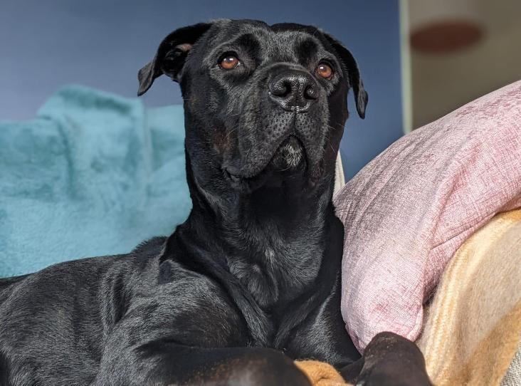 Nala is in need of as new home after her owners moved abroad and sadly could not take her with them. Nala is a sweet friendly girl, but is also high-energy and bouncy and can be strong on the lead. She is a smart girl who is eager to learn and would benefit from some positive training to help with some basic life skills such as lead walking and recall. Nala enjoys the company of other dogs so she could live with another dog, as long as their personalities match. She has also previously lived with children, so could live with older children who are used to large dogs. Nala has a high prey drive so could not live with cats or small furry animals. Nala is looking for an active home, with a decent size, high fenced garden to play in. Most of all, Nala would like some humans to call her own and who will let her up on the sofa for a cuddle.