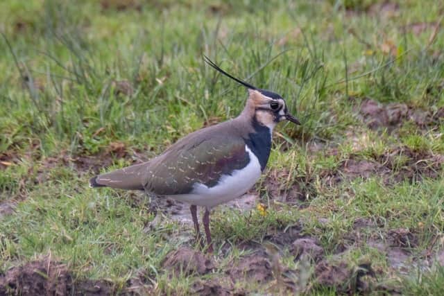 Lapwing