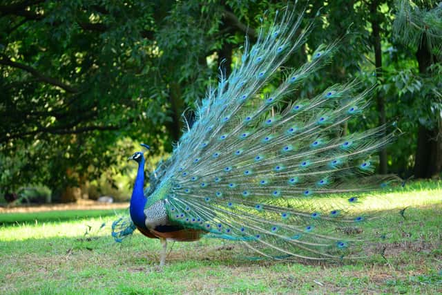 Peacocks are among animals reported to have gone walkabout in the Horsham area this week