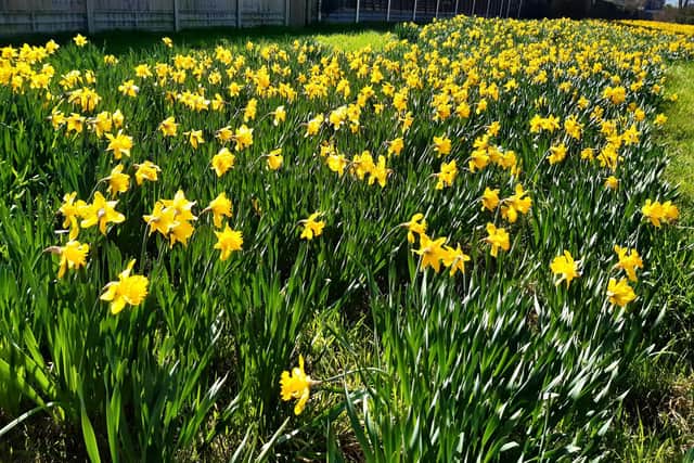 Hosts of golden daffodils dominate many a spring display