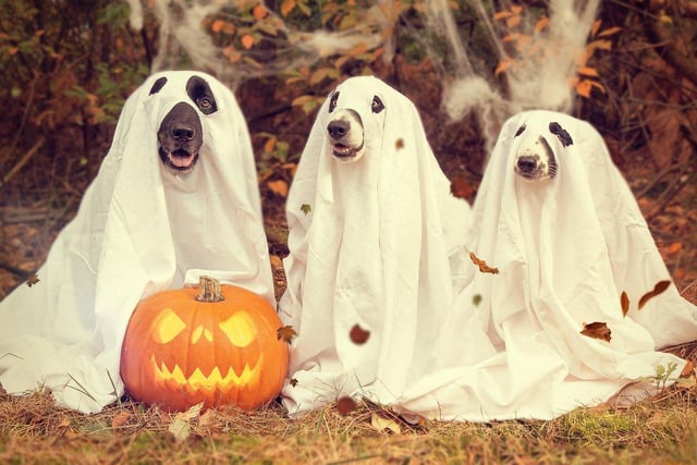 Dogs Trust Shoreham is hosting 90-minute free Hallowe'en workshops for children aged seven to 11 and their families, where they can learn how to be safe around dogs and how to show their canine companions they love them. The workshops will use ghoulish games and activities and must be booked in advance. Options include the Dogs Trust Shoreham rehoming centre on Monday, October 24, at 2.30pm. To book, email Steph.Butler@dogstrust.org.uk