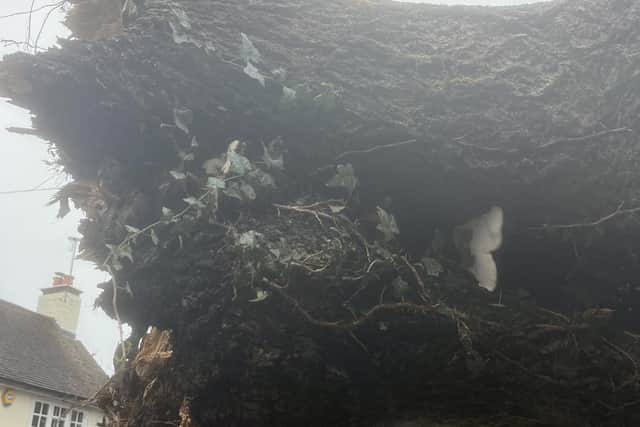 It is hoped that a historic lime tree – brought down during Storm Austen in Crawley – could be commemorated with a memorial or replacement planting. Photo: Richard Symonds