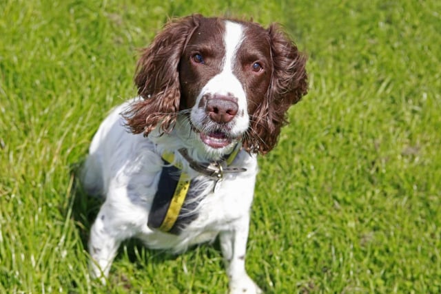 Braidy is an adorable Springer Spaniel, aged eight. Excitable in his nature, he is always keen to make new friends but holds an extra big place in his heart for his favourite humans. While nothing will beat spending time in the company of his people pals; receiving fusses and belly rubs, he is also a big fan of exploring on fun, scent-filled walks and playing with his toys. Braidy will be happy to share his home with children over the age of 12 and would love to find a family who are always around at home to keep him company. He cannot live with cats, house rabbits or guinea pigs but could potentially live with another dog.