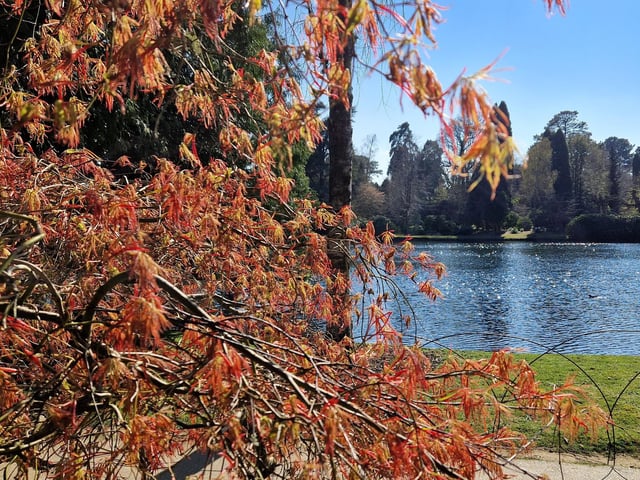 Spring blooms at Sheffield Park and Garden near Haywards Heath