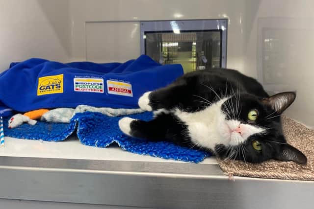 Ellie at Cats Protection's National Cat Adoption Centre in Chelwood Gate, Haywards Heath
