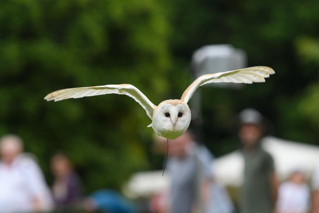 An owl in flight at Arundel Castle