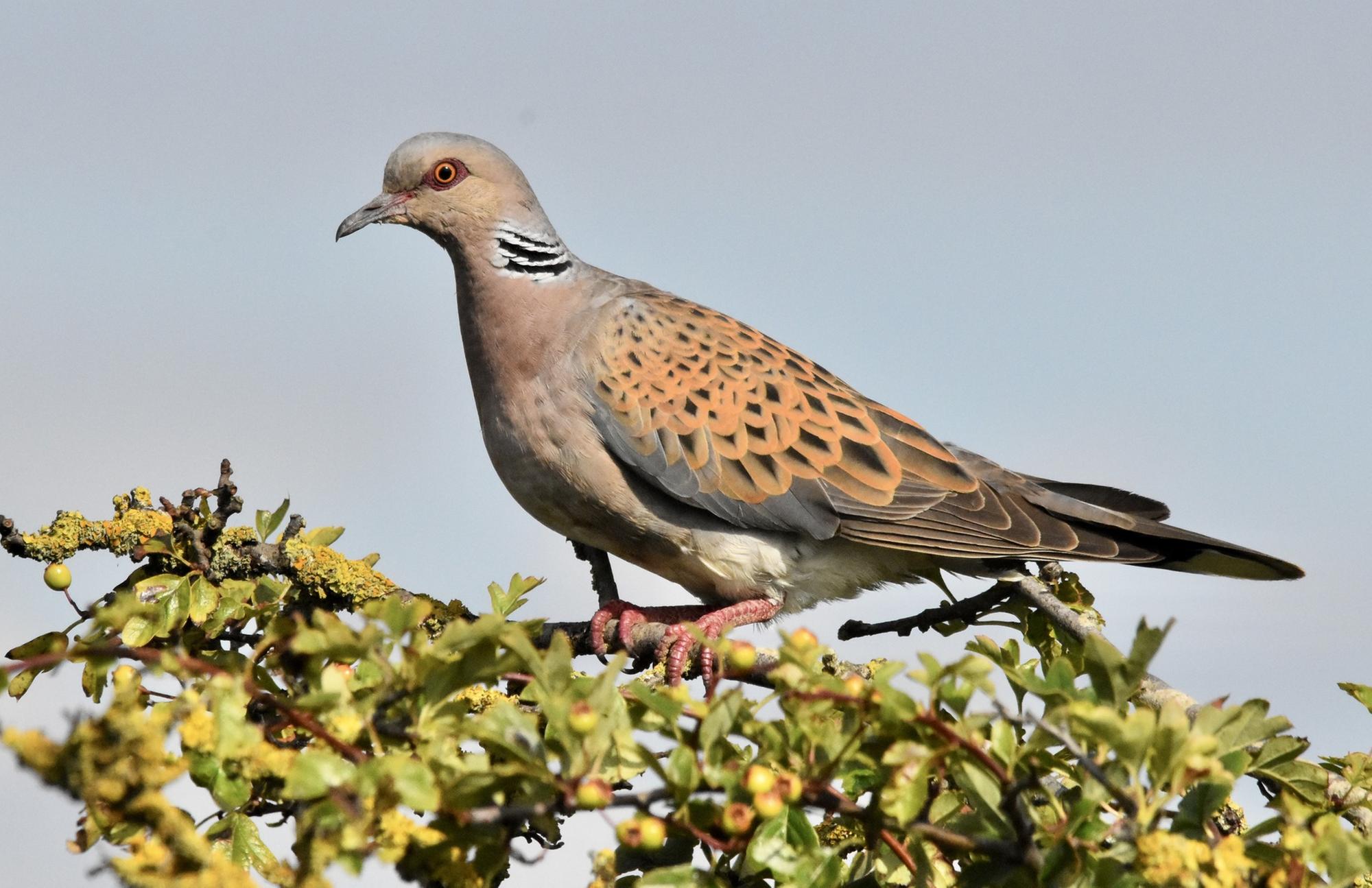 South Downs National Park brings beautiful bird back from the brink