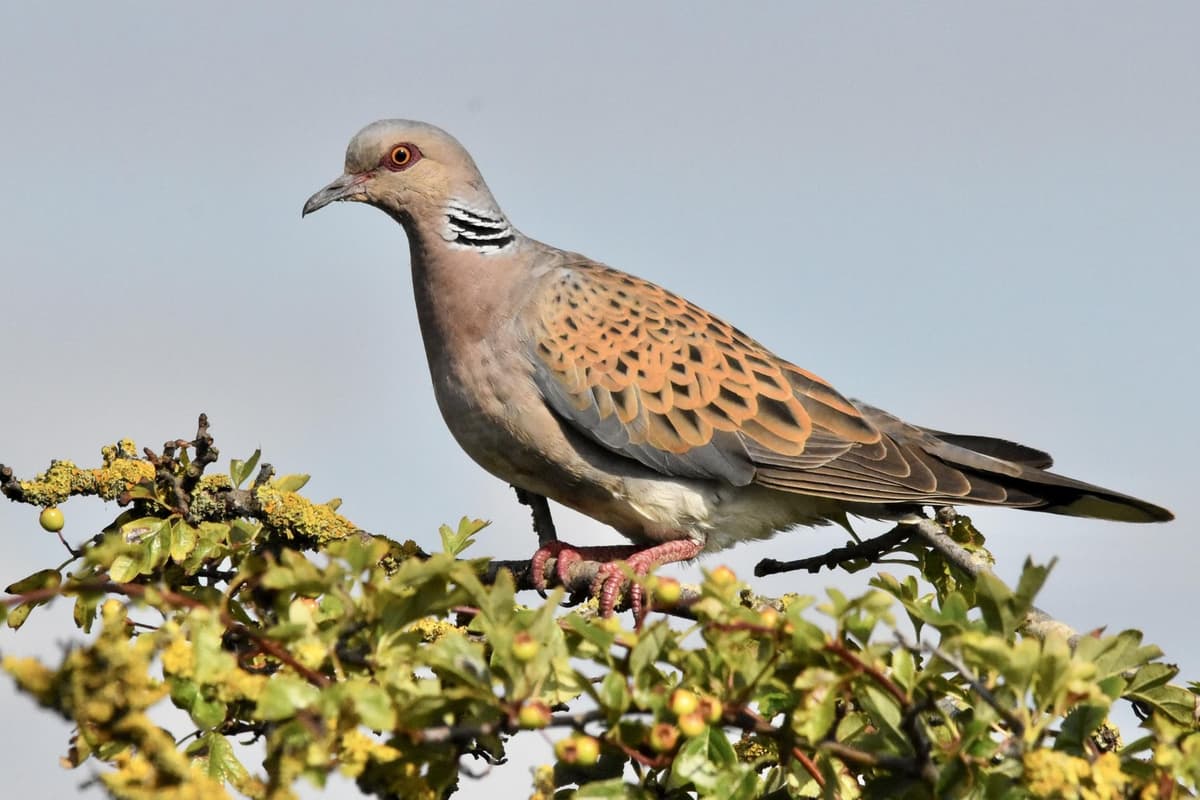 South Downs National Park brings beautiful bird back from the brink