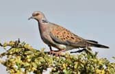 Turtle Dove by Gary Roberts.